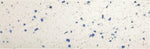 4 X 12 Terrazzo Blue Marble Polished Field Tile-Marble Tile-American Tile Depot