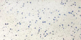 Sample of 12 x 24 Terrazzo Blue Marble Polished Field Tile-Sample-American Tile Depot