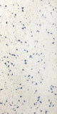 Sample of 12 x 24 Terrazzo Blue Marble Polished Field Tile-Sample-American Tile Depot